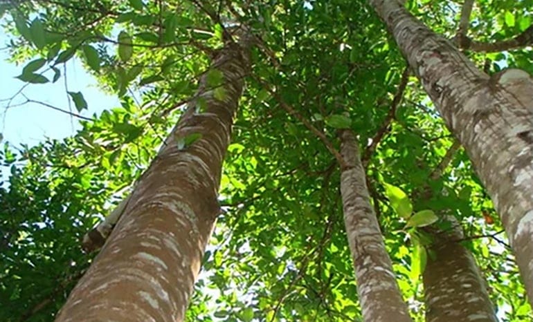 Resolve to Learn Something New…About Wood