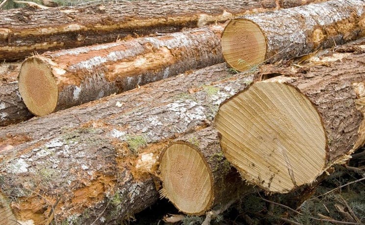 What You Need to Know About Green Wood