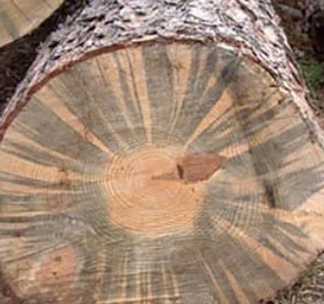 close-up of a tree trunk that has been cut down