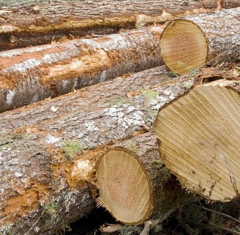 close-up of wood