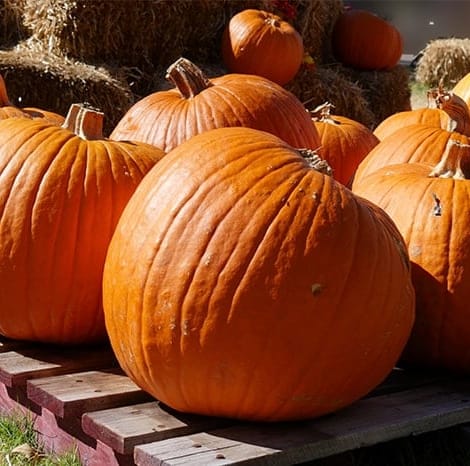 pumpkins sitting on pallet