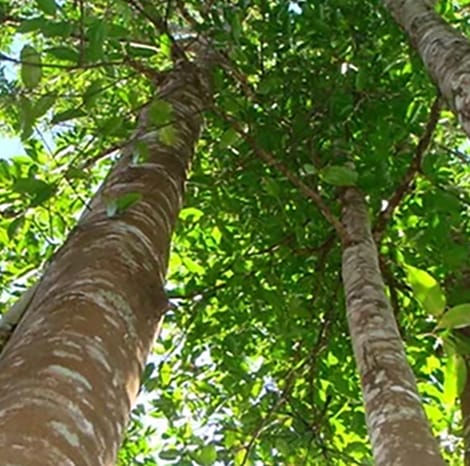 close-up of trees
