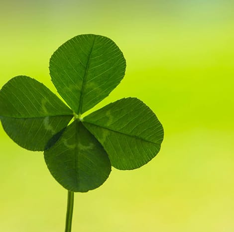 Four Leaf Clover