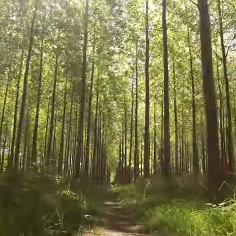 inside a forest