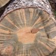 close-up of a tree trunk that has been cut down